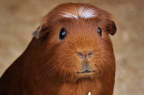 Świnka morska rasy crested